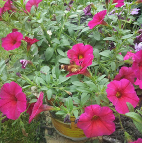 Meet your Posher, J.a. - Picture 1 of 1